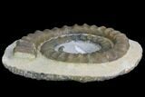 Devonian Ammonite (Anetoceras) - Morocco #99899-2